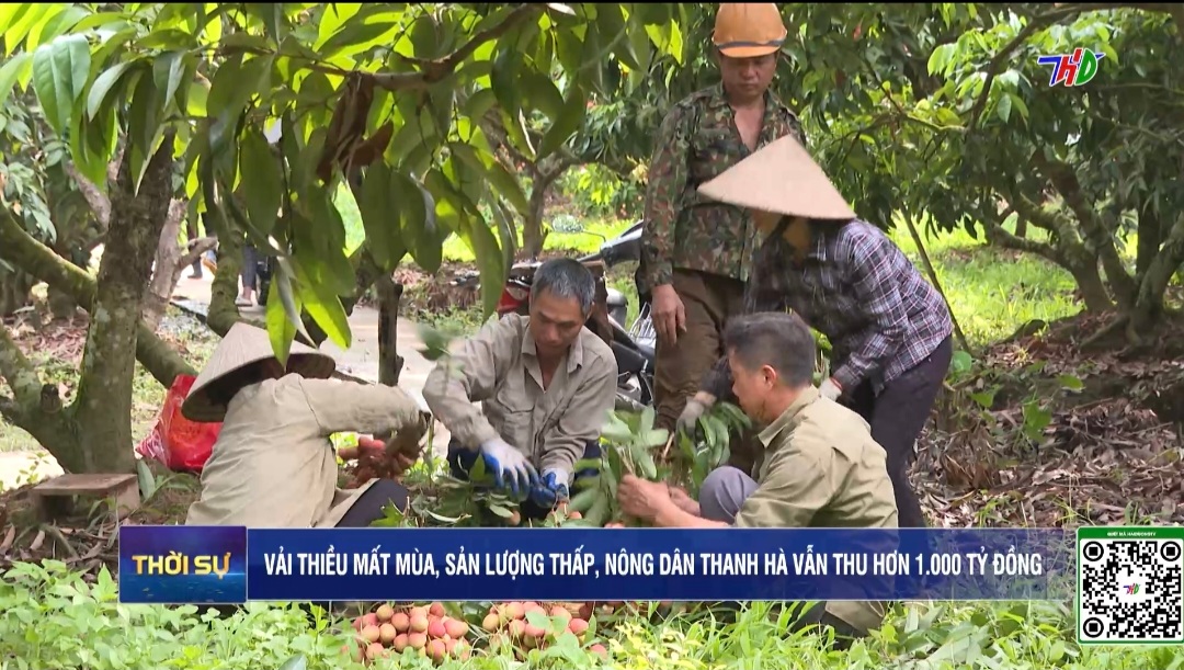 Vải thiều mất mùa, sản lượng thấp, nông dân Thanh Hà vẫn thu hơn 1.000 tỷ đồng